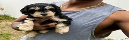 Miniature Schnauzer dogs for sale: chocolate chip. ( Sold )  - Ad 1