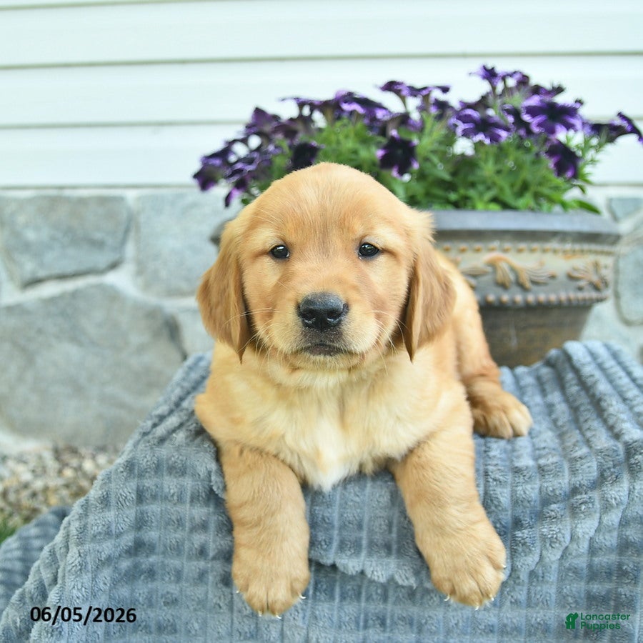 Golden Retriever dogs Teddy  - Ad 2
