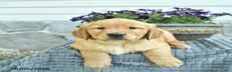 Golden Retriever dogs for sale: Teddy  - Ad 2