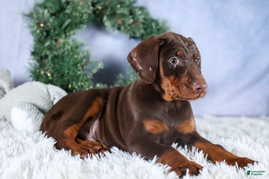 Doberman Pinscher dogs for sale: TYSON - Ad 8
