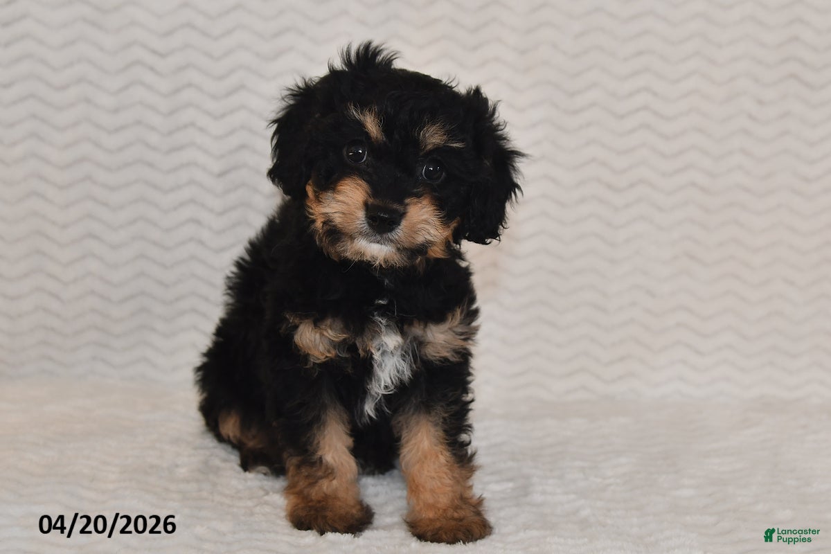 Cavapoo dogs Ben - Ad 1