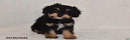 Cavapoo dogs for sale: Ben - Ad 1