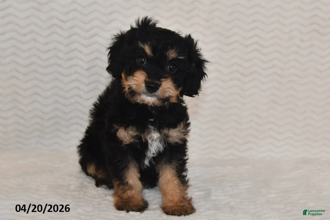 Cavapoo dogs for sale: Ben - Ad 1