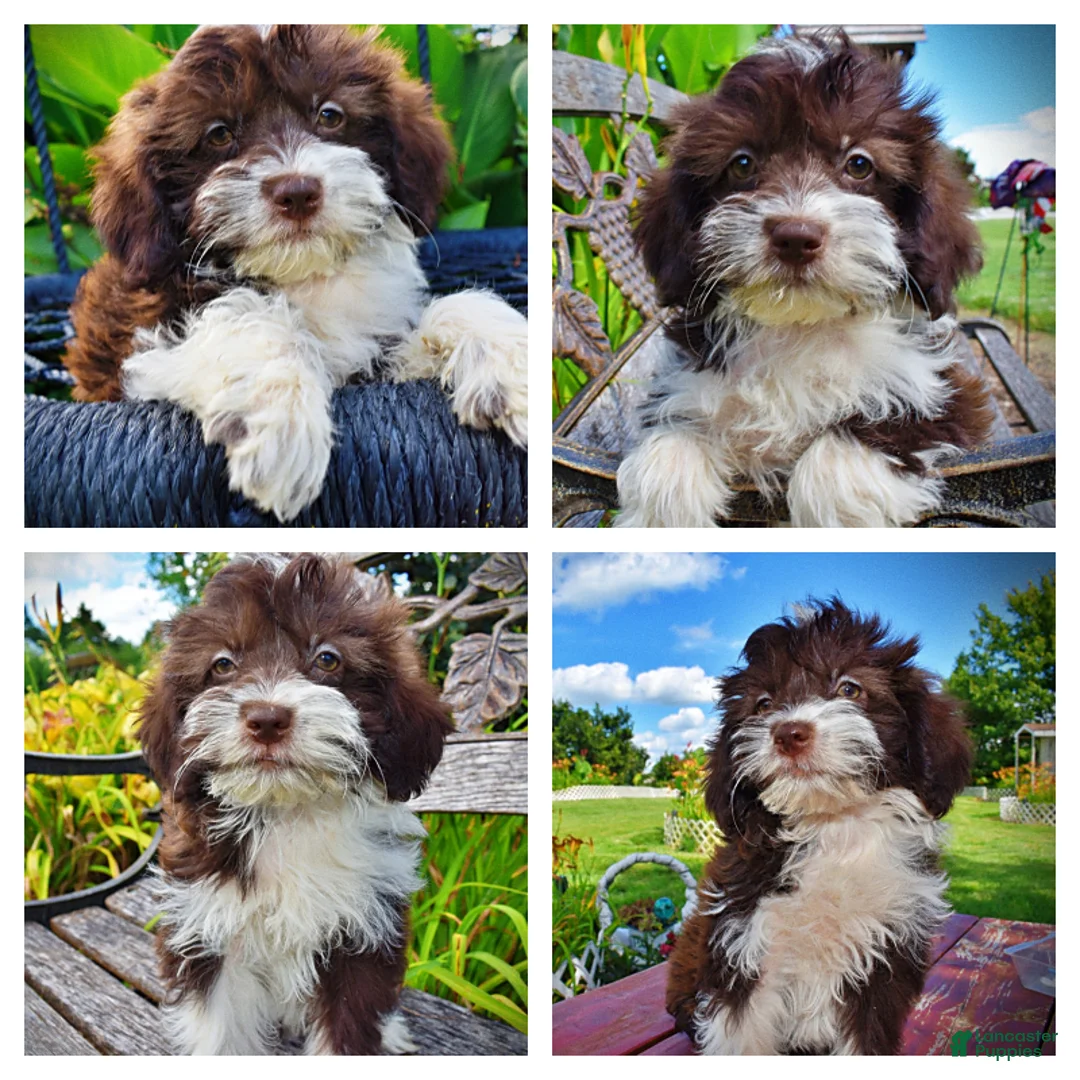 Havapoo dogs for sale: Diva - Ad 1