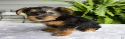Yorkshire Terrier dogs for sale: Kelsey - Ad 6