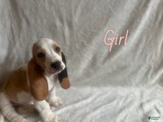 Basset Hound dogs Basset Hound Puppy 2 - Ad 8