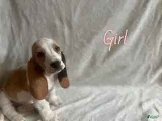 Basset Hound dogs Basset Hound Puppy 2 - Ad 30