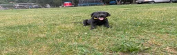 Labrador Retriever dogs for sale: Black Female (Yellow) - Ad 8