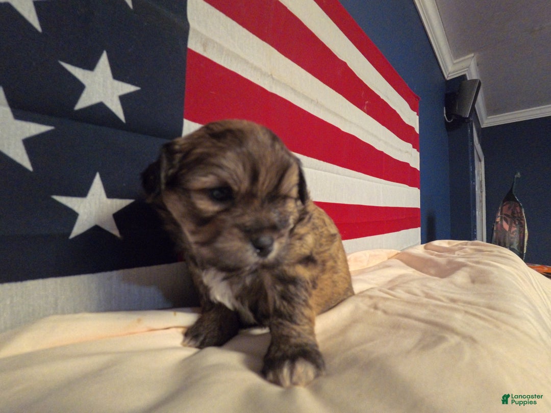 Shih Tzu dogs for sale: Tammy - Ad 3