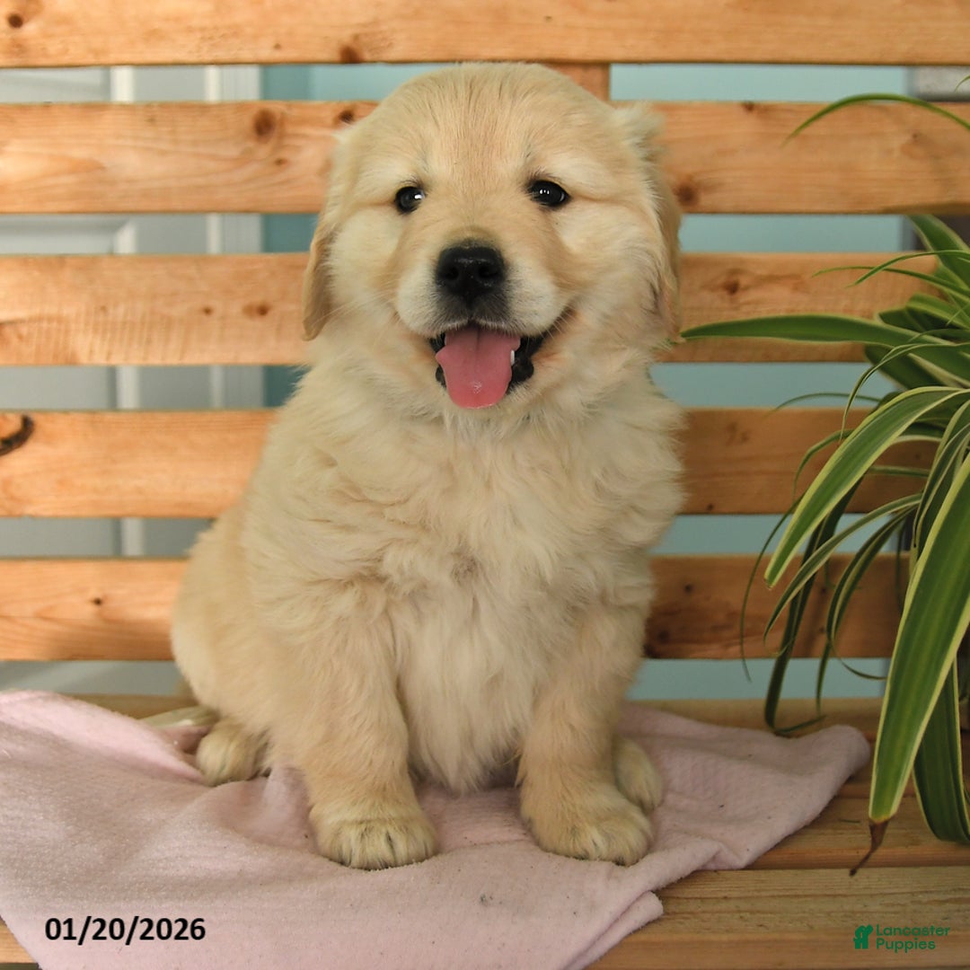Golden Retriever dogs for sale: Kit - Ad 2