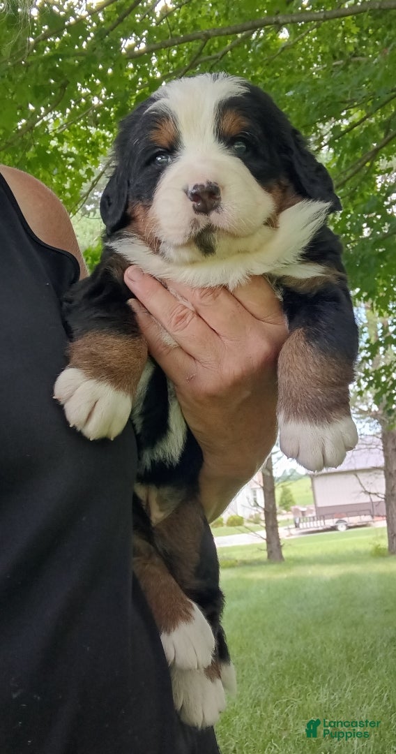 Bernese Mountain Dog dogs Sophia - female - Purple Collar - Ad 1