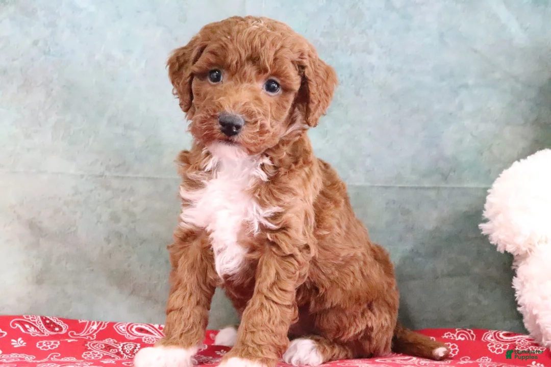 Mini Goldendoodle dogs for sale: Sophie - Ad 2