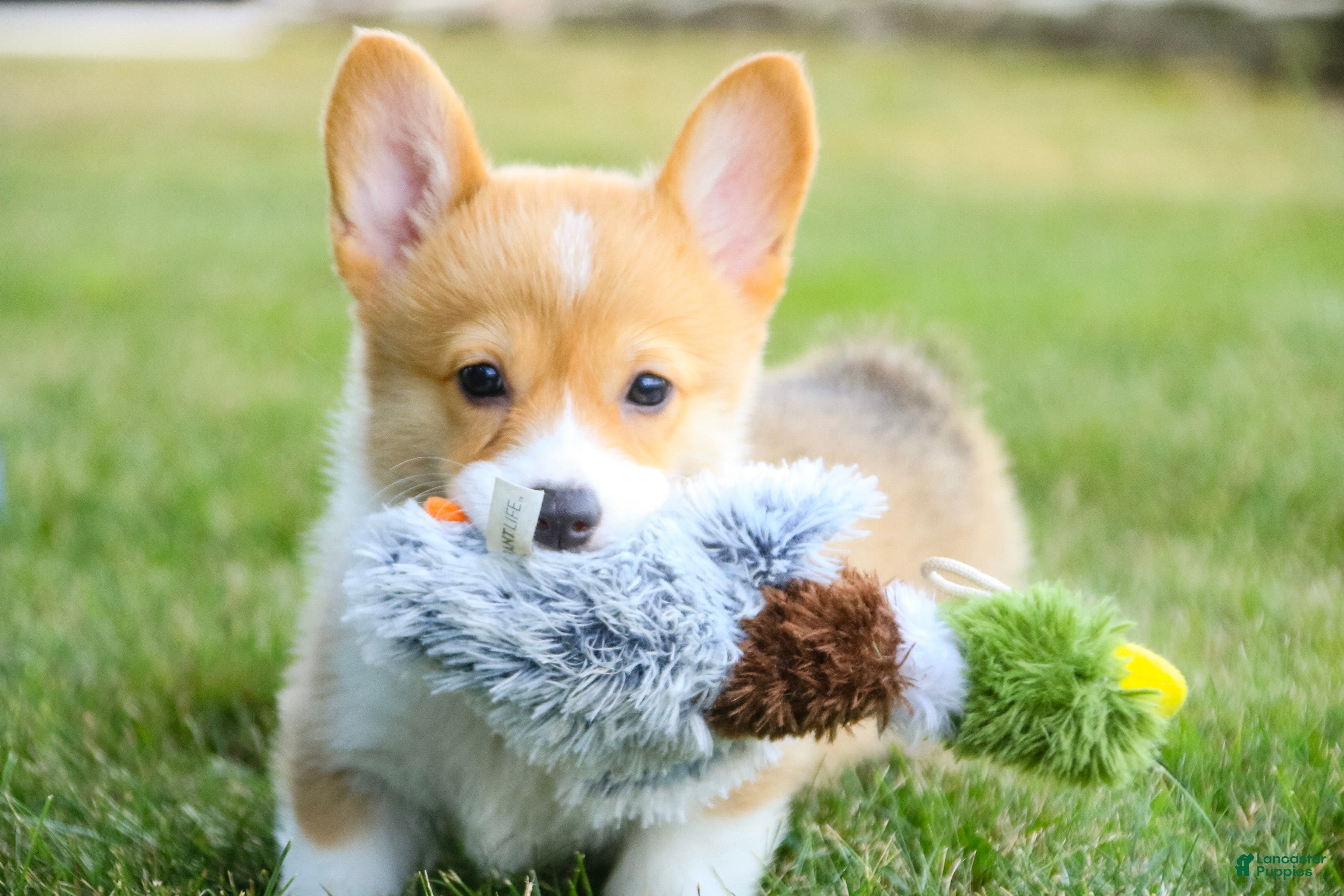 Welsh Corgi Pembroke dogs for sale: Jewel Welsh Corgi Pembroke  - Ad 4