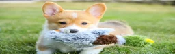 Welsh Corgi Pembroke dogs for sale: Jewel Welsh Corgi Pembroke  - Ad 1