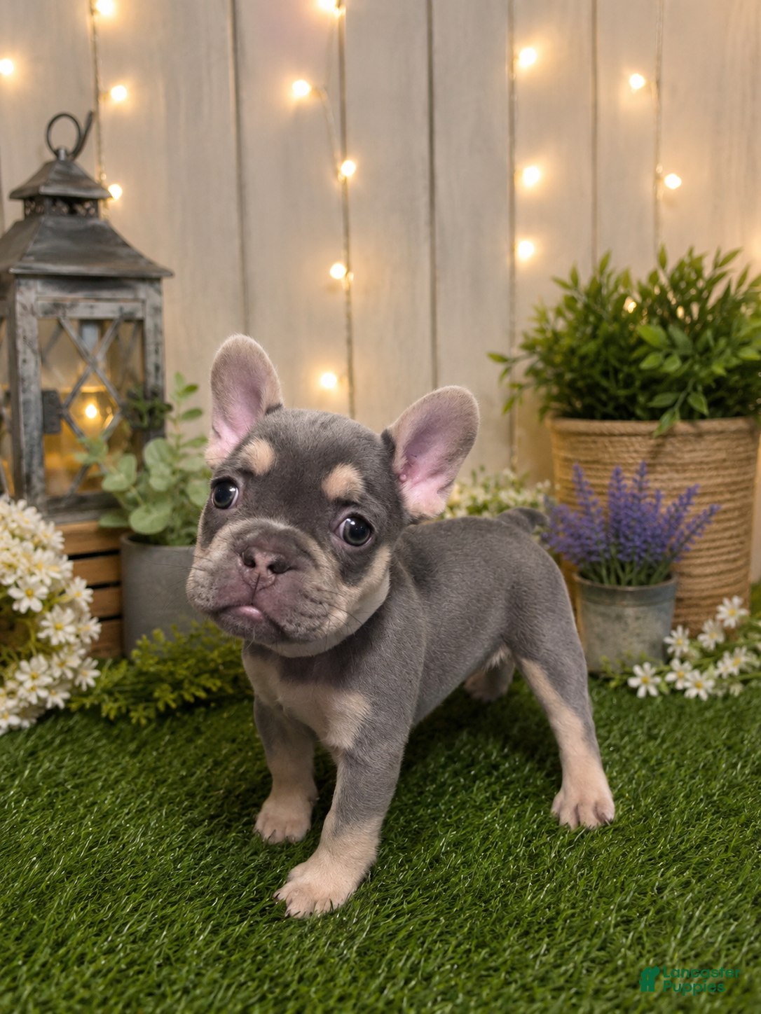 French Bulldog dogs Chloe - Ad 17