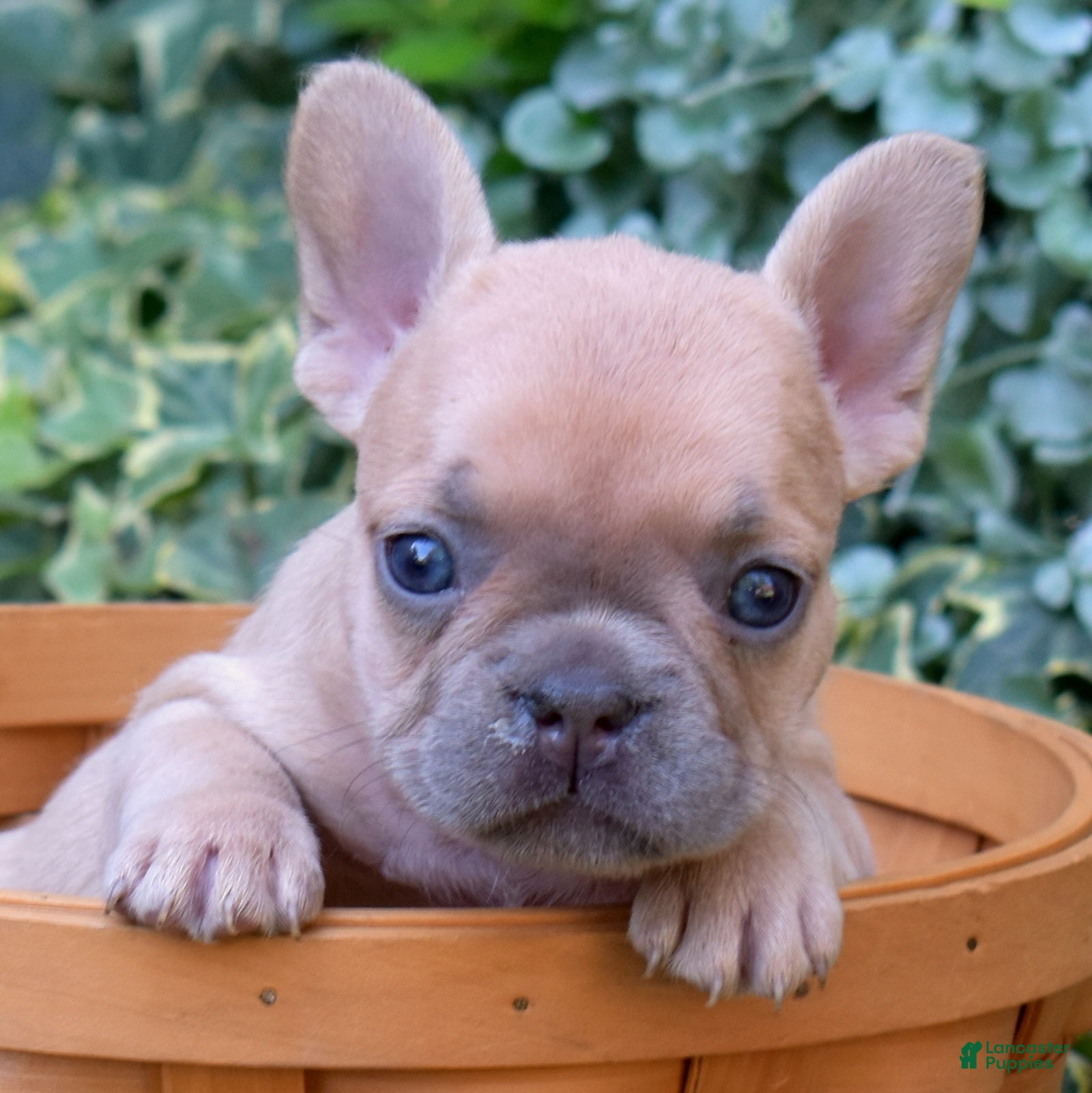 French Bulldog dogs Pumpkin - Ad 1