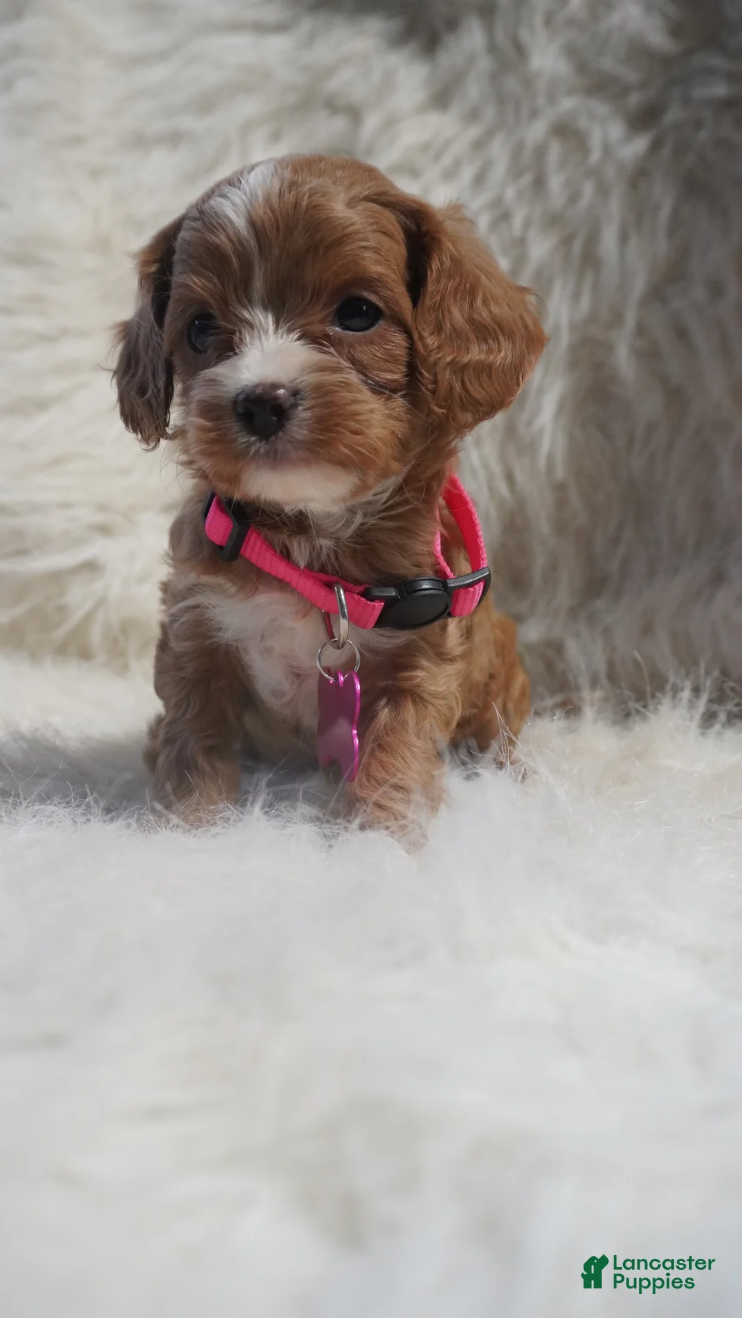 Cavapoo dogs for sale: Sadie - Ad 7