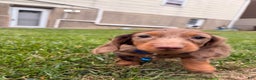 Miniature Dachshund dogs for sale: ButterBall - Ad 3