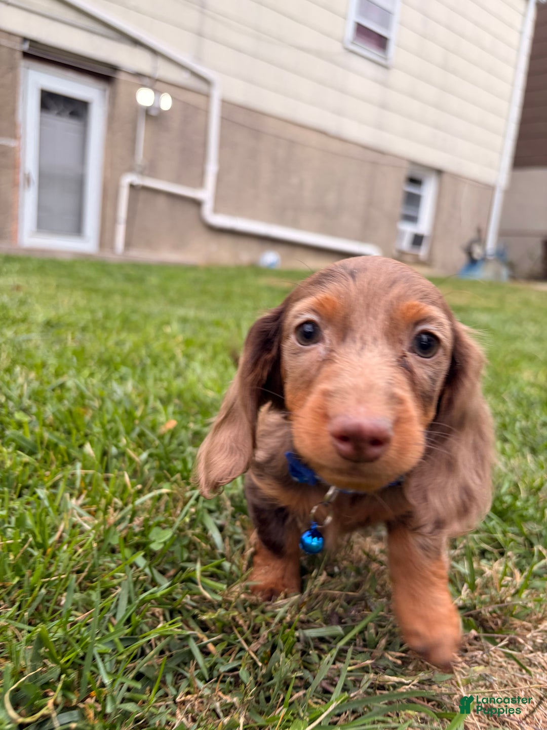 Miniature Dachshund dogs for sale: ButterBall - Ad 3