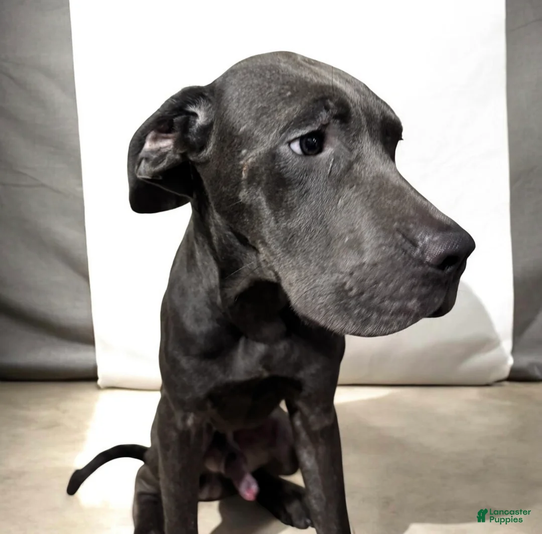 Cane Corso dogs for sale: Cane Corso 2 - Ad 1