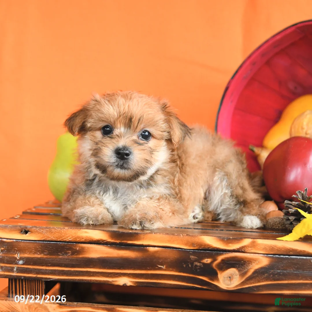 Morkie dogs for sale: Chili - Ad 2
