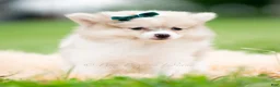 Pomeranian dogs for sale: Lucas - Ad 5