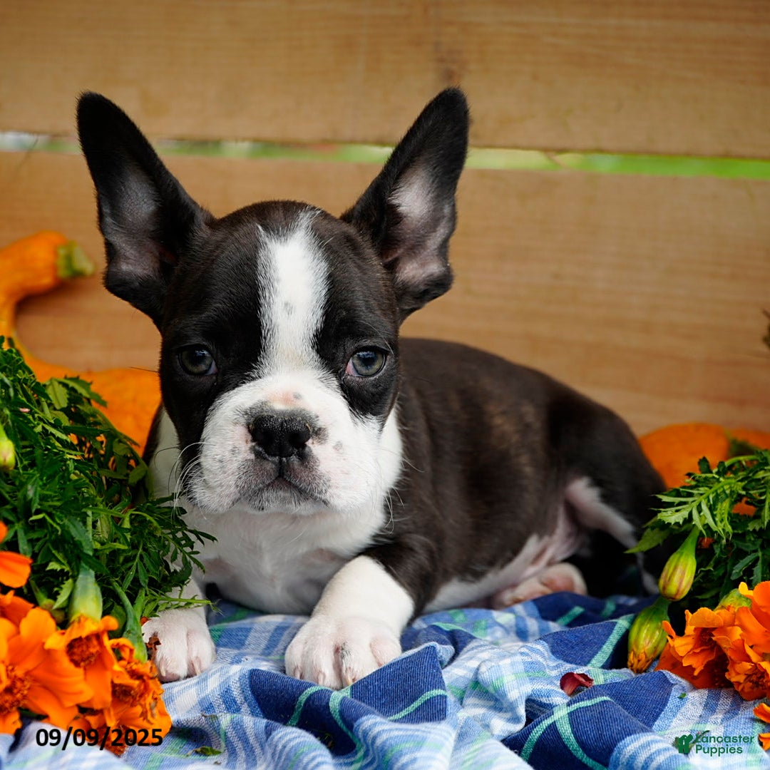Boston Terrier Ckc French Bulldog Puppies For Sale Kennel Club