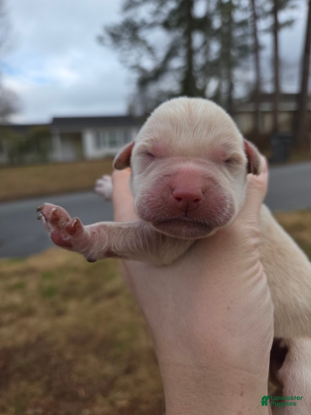 Labrador Retriever dogs black male 1 - Ad 3