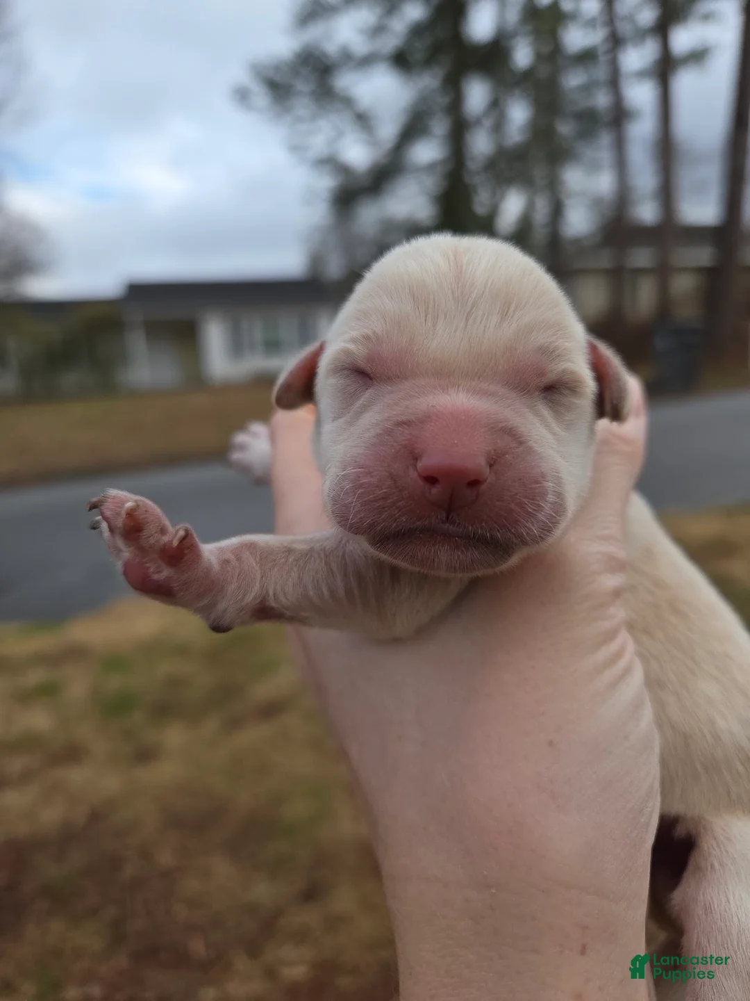 Labrador Retriever dogs for sale: black male 1 - Ad 1