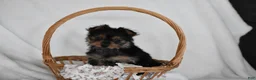 Yorkshire Terrier dogs for sale: Olivia - Ad 3