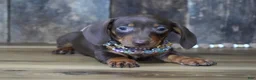 Miniature Dachshund dogs for sale: Molly - Ad 3