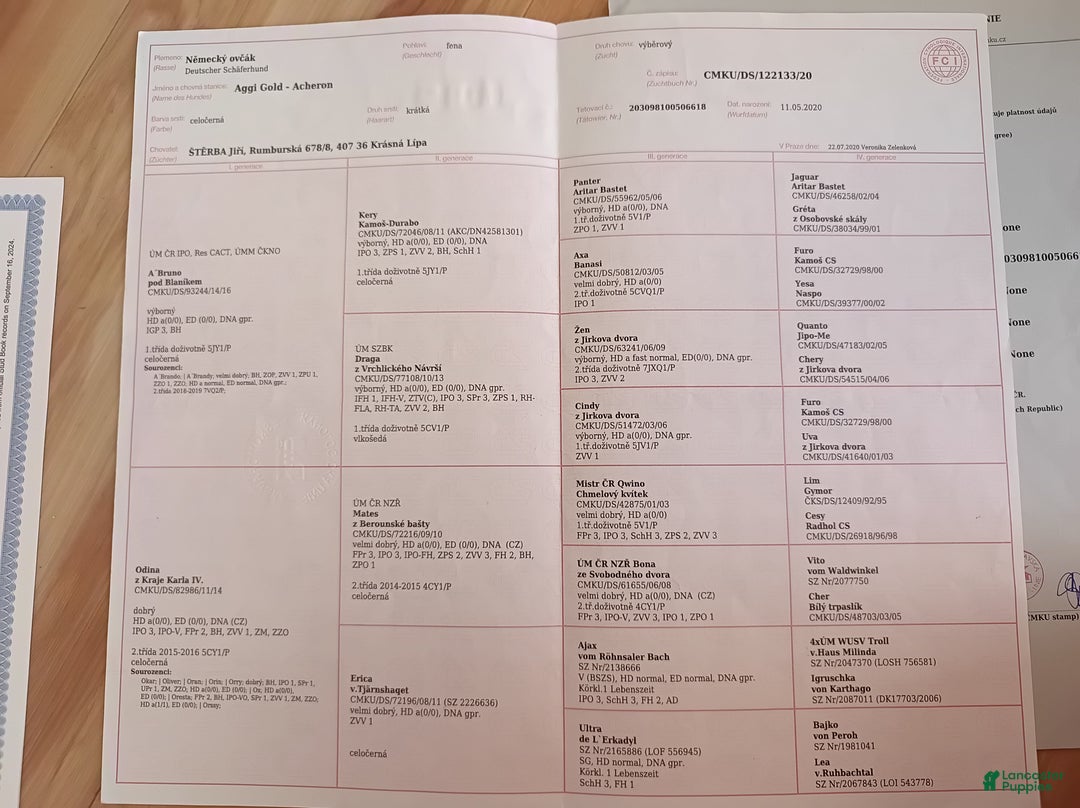 German Shepherd dogs for sale: German Shepherd Puppy 1 - Ad 5