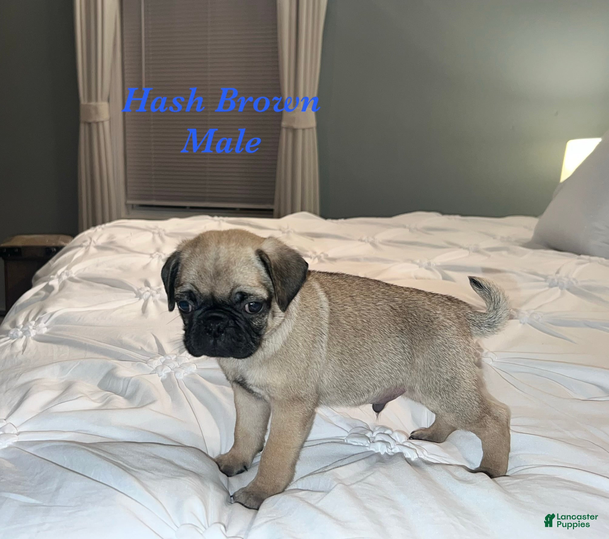 Pug dogs for sale: Hash Brown - Ad 1