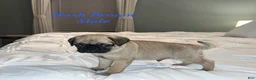 Pug dogs for sale: Hash Brown - Ad 1