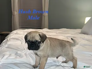 Pug dogs for sale: Hash Brown - Ad 1