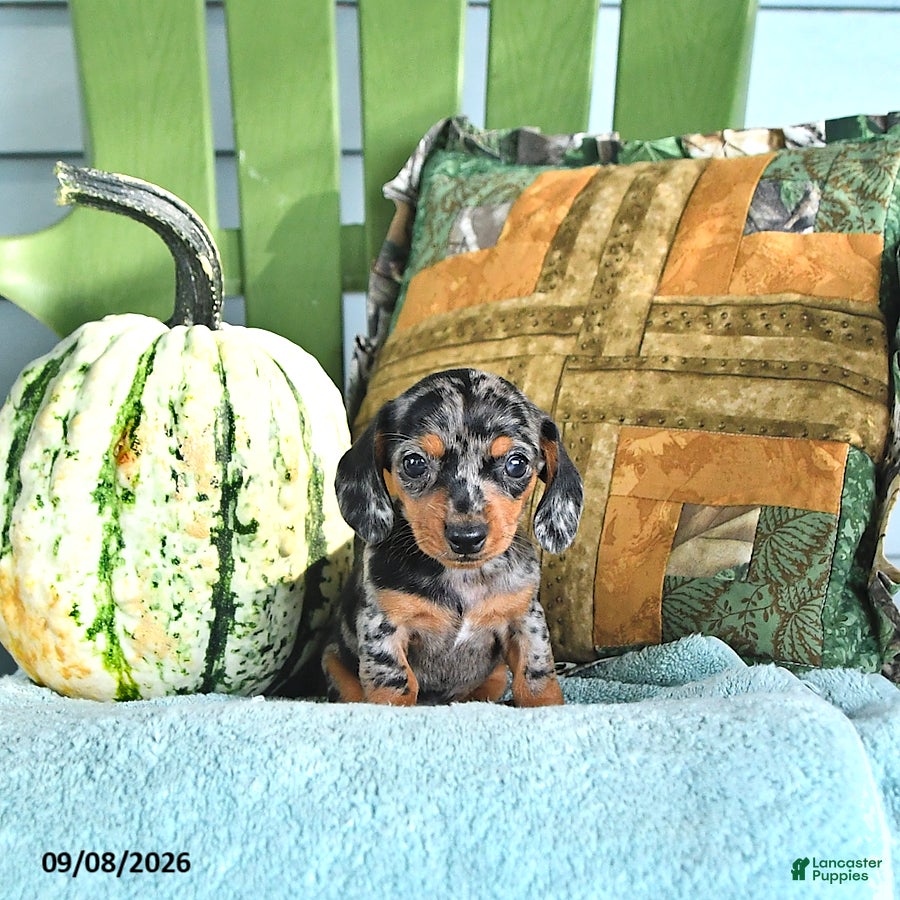 Miniature Dachshund dogs Jenny - Ad 1