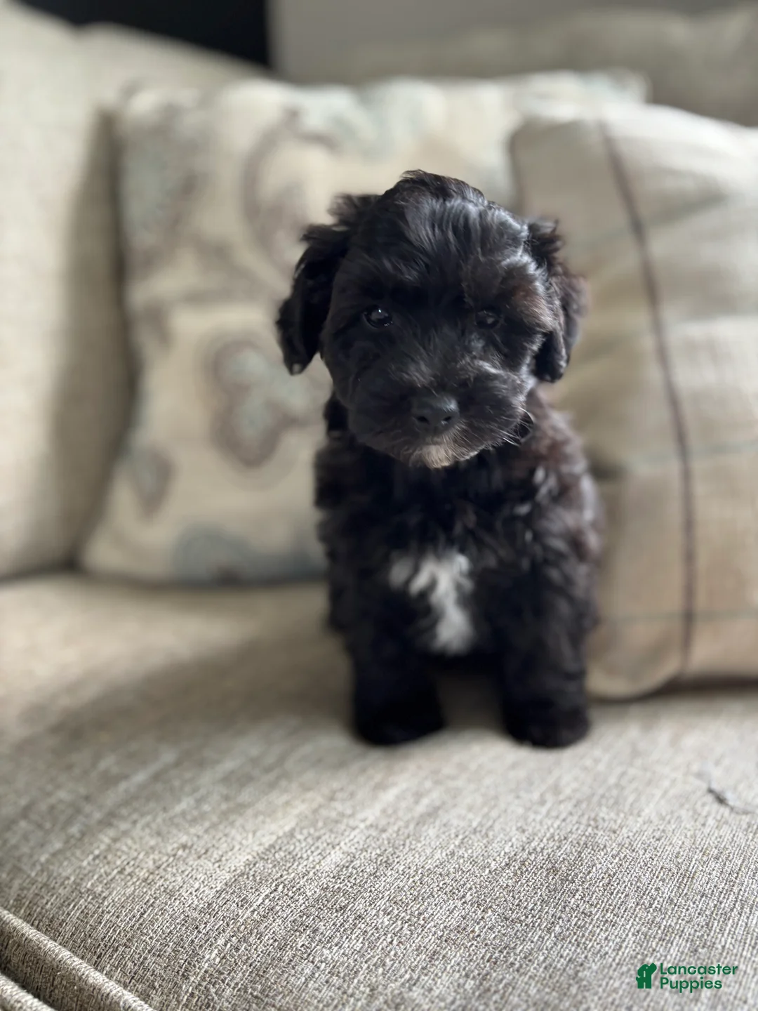 Maltipoo dogs for sale: Mickey - Ad 1