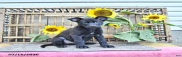 Mixed Breed dogs for sale: Averie - Ad 2