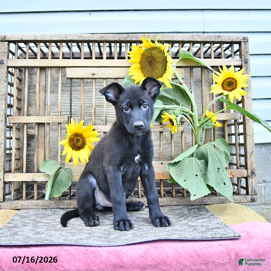 Mixed Breed dogs for sale: Averie - Ad 2