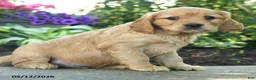 Miniature Golden Retriever dogs for sale: Fluffy - Ad 2