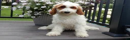 Mini Goldendoodle dogs for sale: Princess-MEDIUM - Ad 2