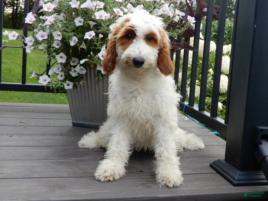 Mini Goldendoodle dogs for sale: Princess-MEDIUM - Ad 2