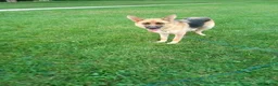 Gerberian Shepsky dogs for sale: Tom - Ad 7