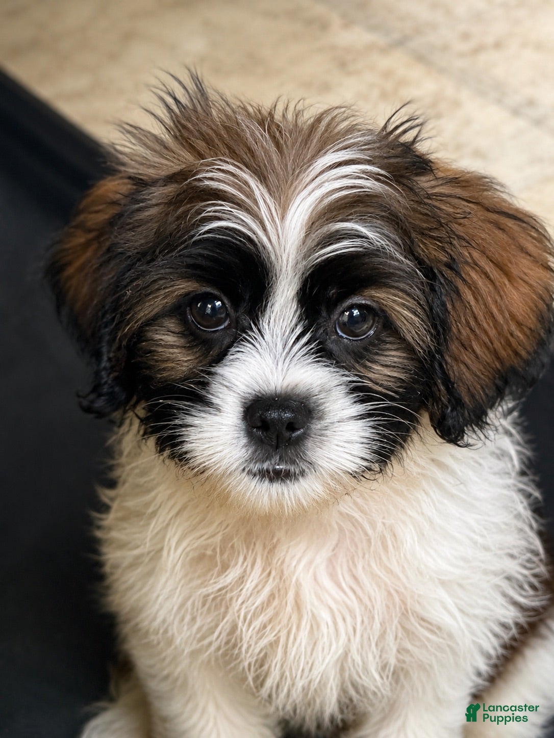 Mixed Breed dogs for sale: Jasper  - Ad 3