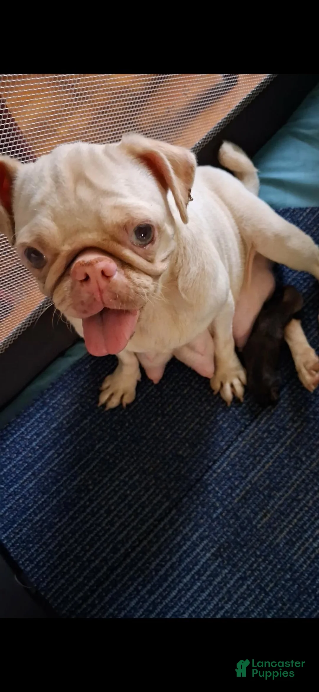 Pug dogs for sale: Pug 1 - Ad 2