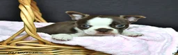 Boston Terrier dogs for sale: Ellie - Ad 2