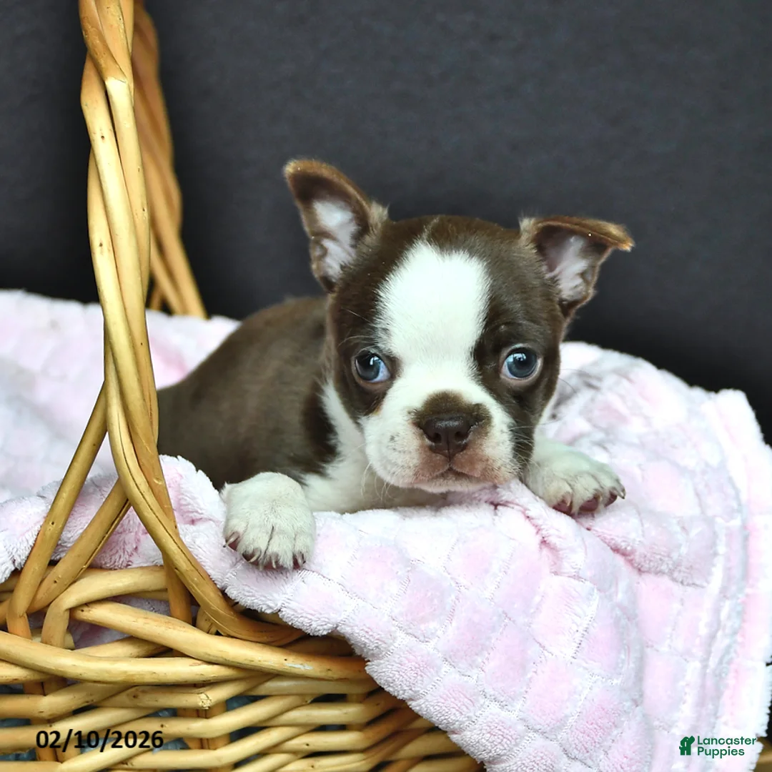 Boston Terrier dogs for sale: Ellie - Ad 2