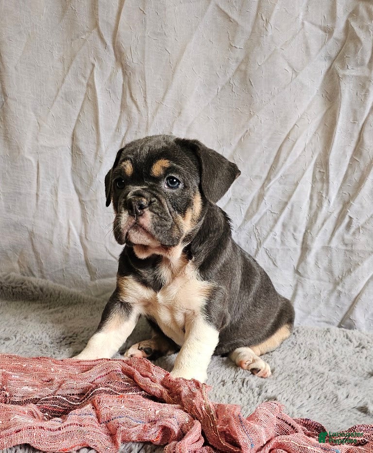 Mixed Breed dogs Freelance Blue Girl - Ad 2