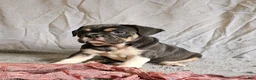 Mixed Breed dogs for sale: Freelance Blue Girl - Ad 2