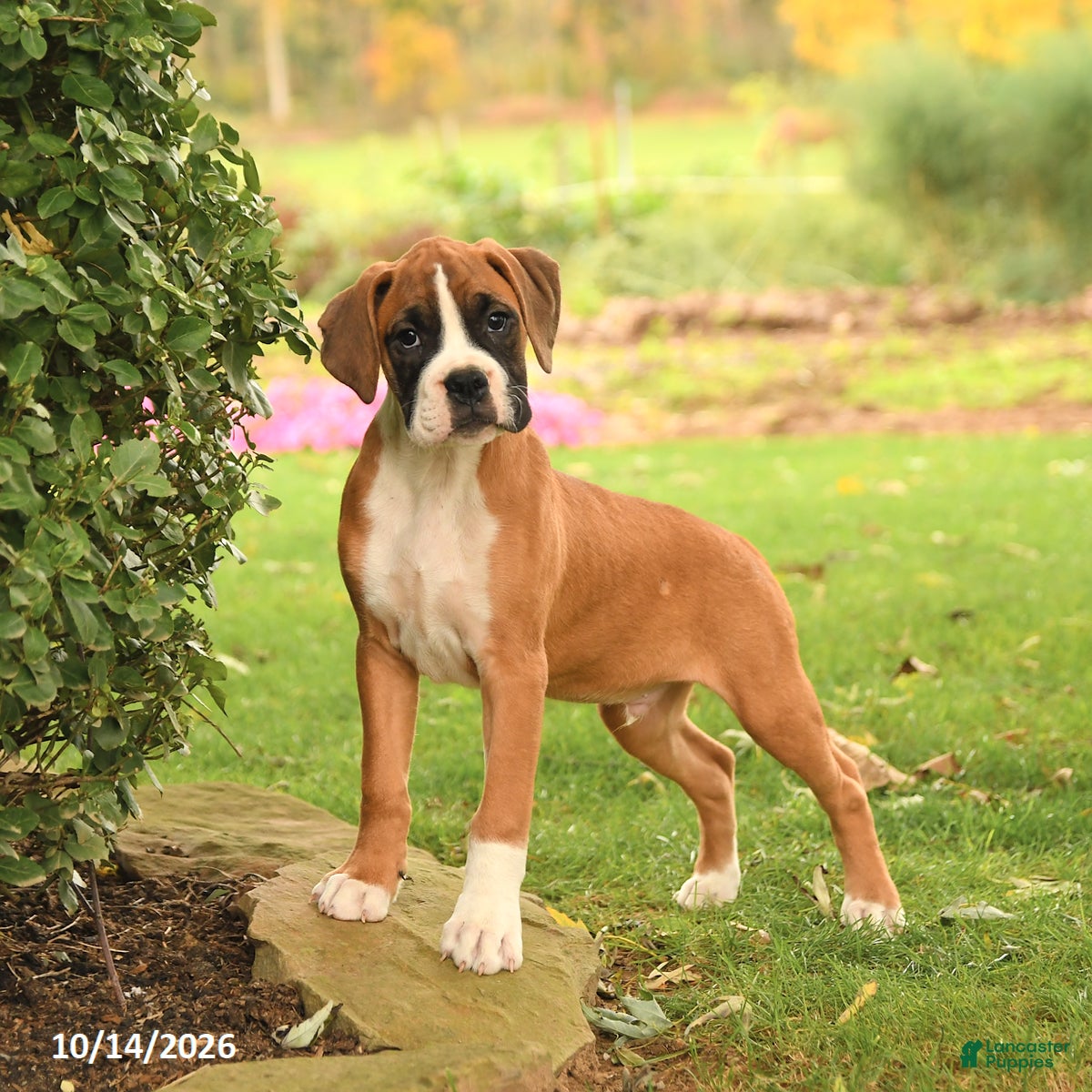 Boxer dogs Leo - Ad 2